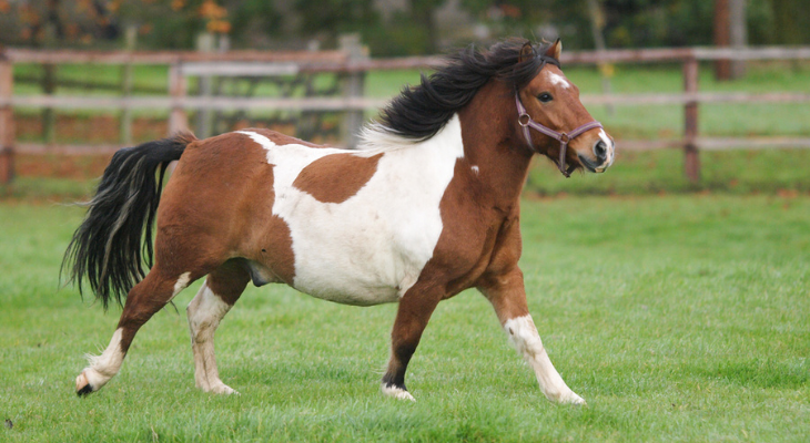 Fat horse prances through field