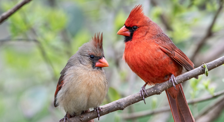 Mated pair of northern cardinals