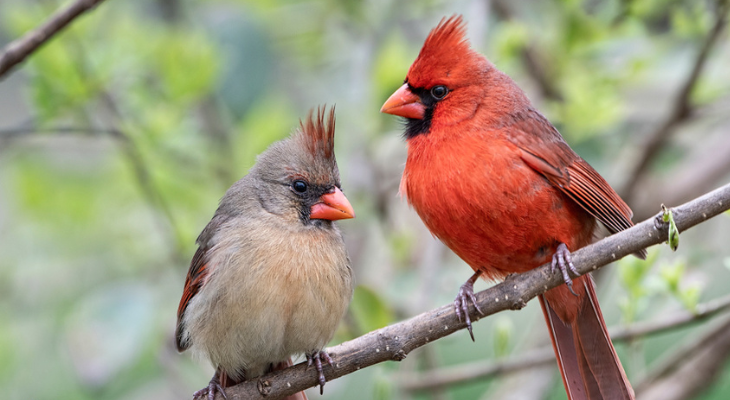 Celebrate Draw a Bird Day by - National Audubon Society