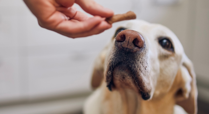 Dog hesitant to take treat from owner.