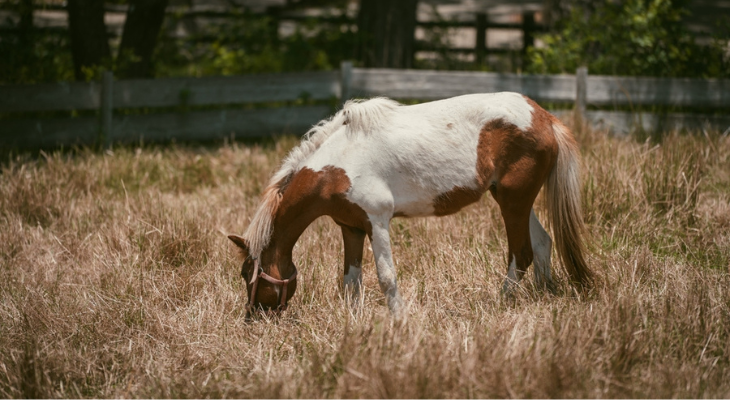 Horse grazing in a dry field.