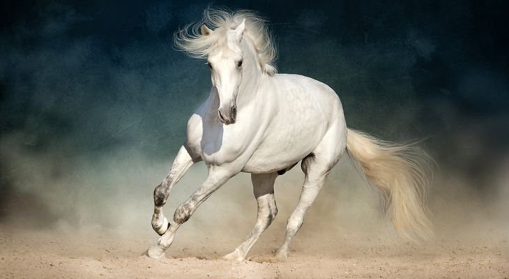 white horse on sand