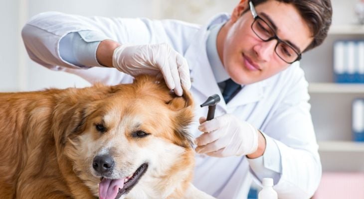 Should my pet be vaccinated?