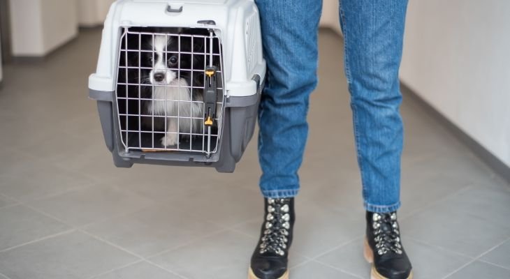 dog in carrier