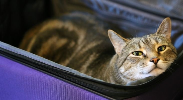 cat in suitcase