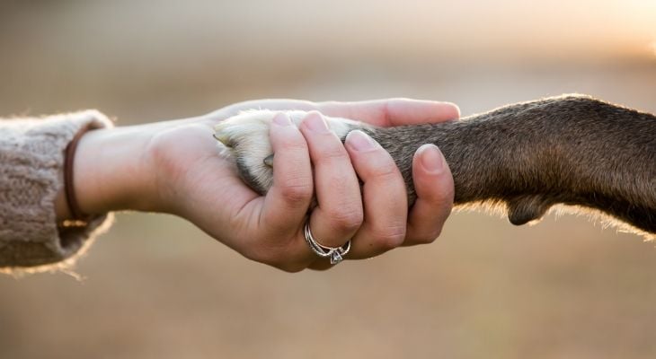 dog giving paw to person