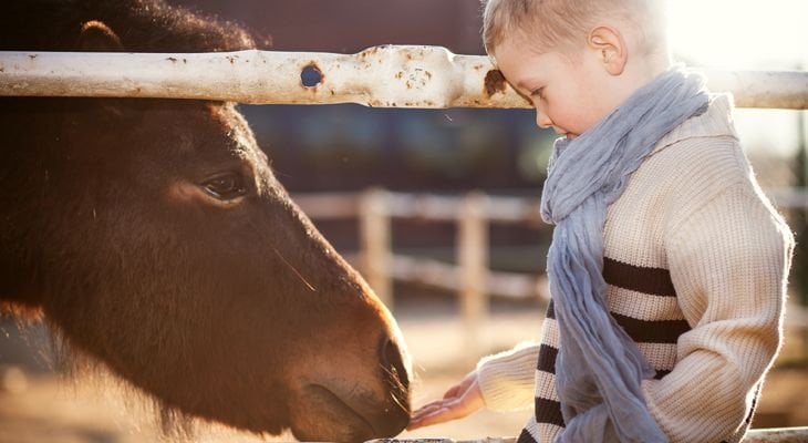 boy feeding horse