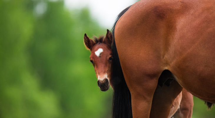 Foal hides behind mare