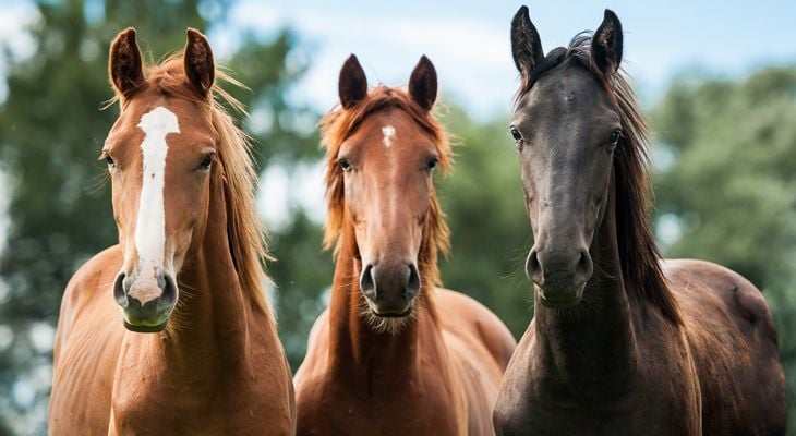 three horses together