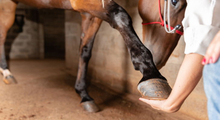 Horse gives hoof to veterinarian
