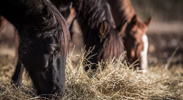 horses eating hay
