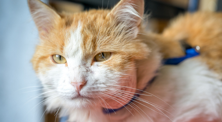 Cat with an abscess on its neck