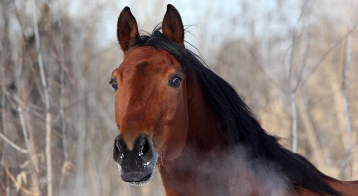 hot breath of a horse