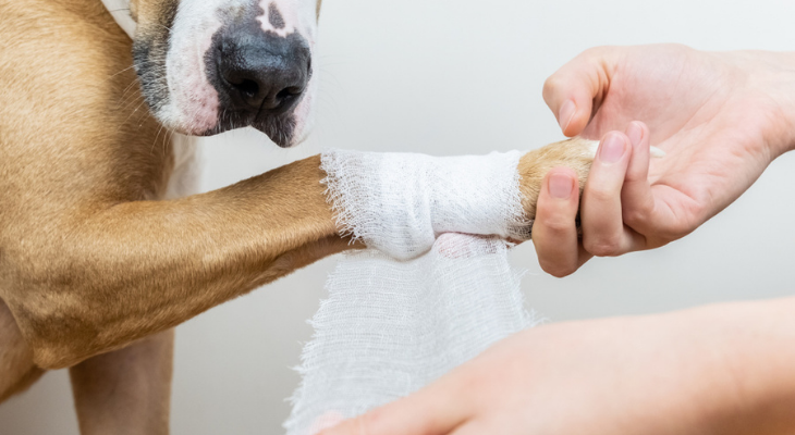Dog having leg wrapped with gauze