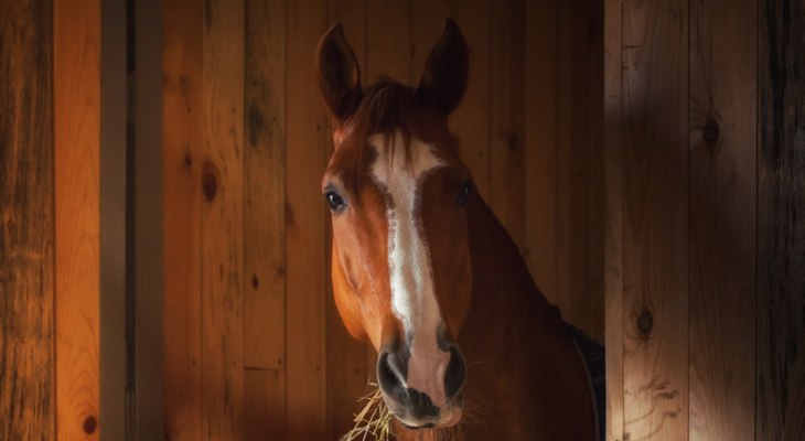 Horse in a stable poses for a picture.