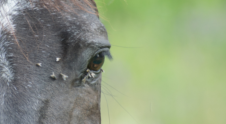 Getting Rid Of Flies In Argyle The Easy Way