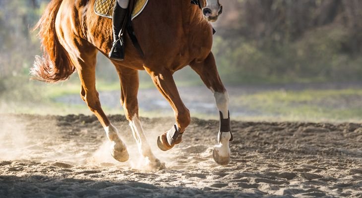 horse galloping