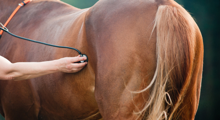 Horse being checked by vet