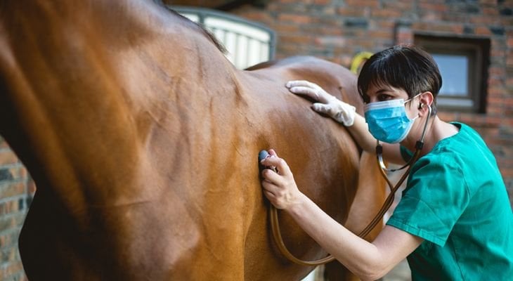 doctor examining horse