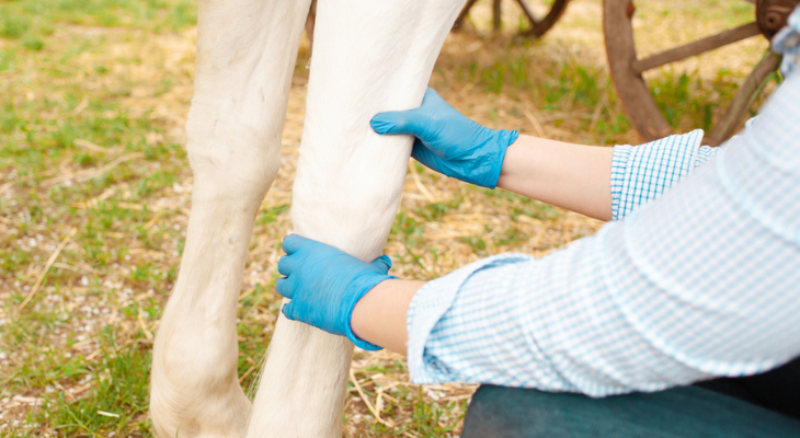 Vet examines horse's leg.