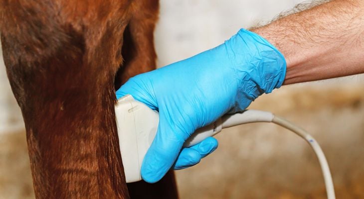 vet doing ultrasound on horse