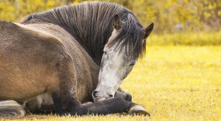 old horse laying down