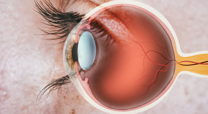 Diagram of eye interior from profile