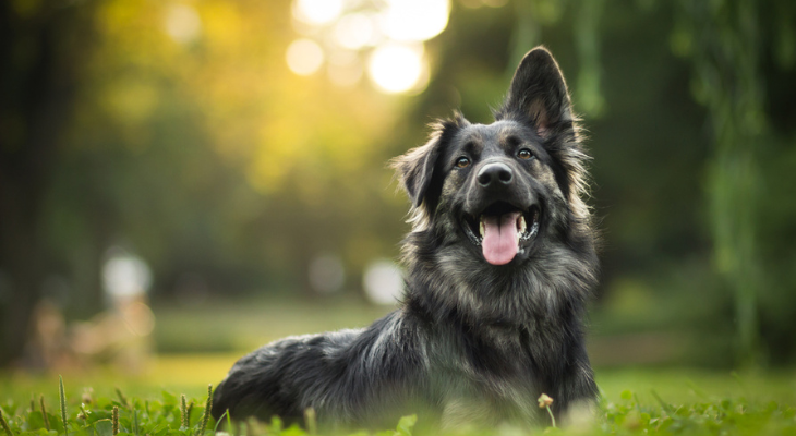 Dog enjoying the outdoors