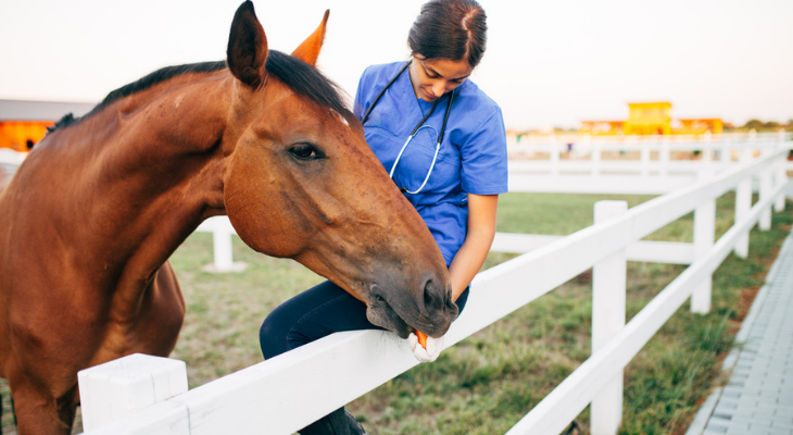 What Are The Signs Of An Unhealthy Horse Veterinarian In Larkspur 