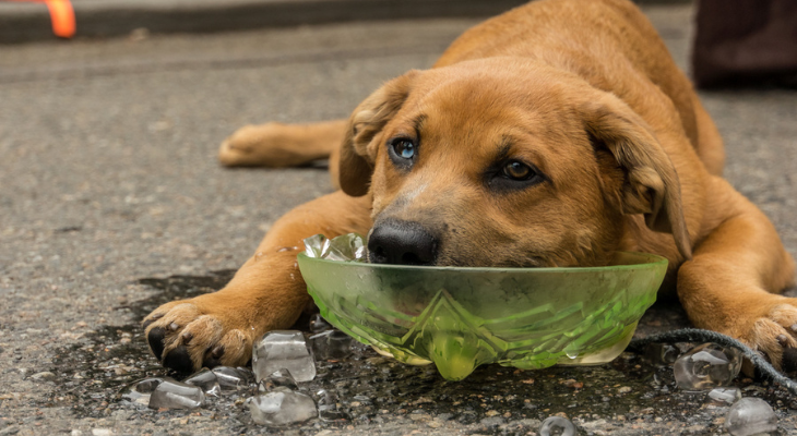 Hot dog in water bowl