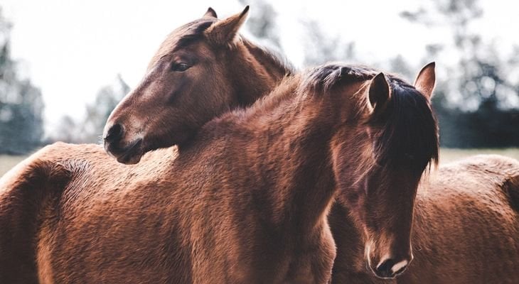 two horses snuggling