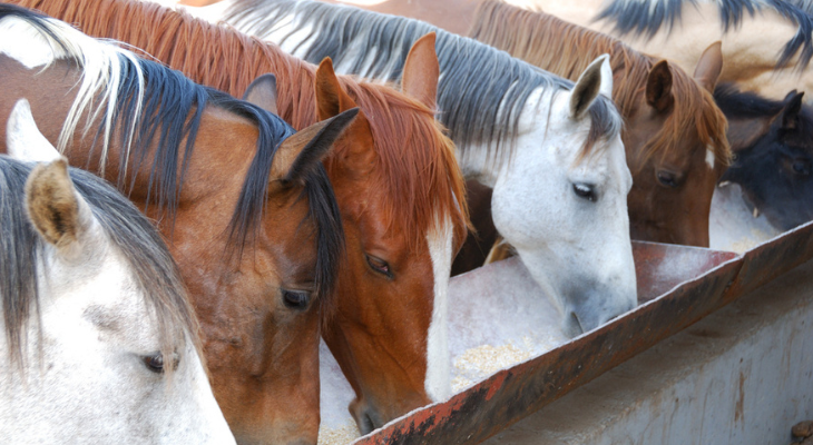 Horses sharing a meal