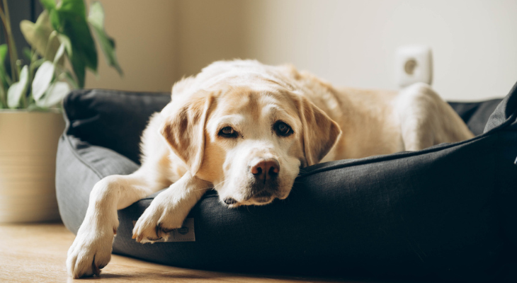 Old dog takes a load off his paws.