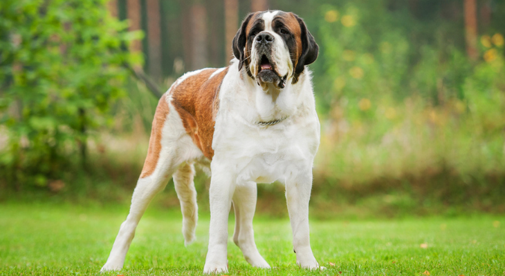 Healthy large outlet dog breeds