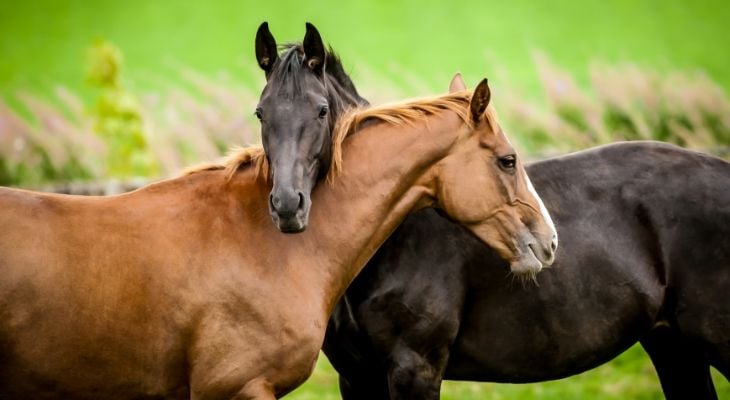 two horses embracing