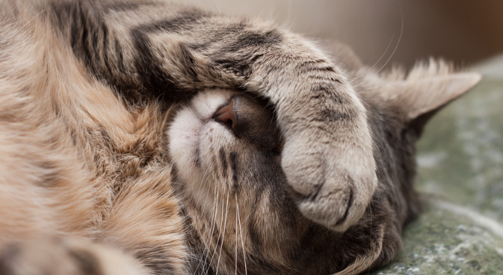 Sick cat hides behind paw