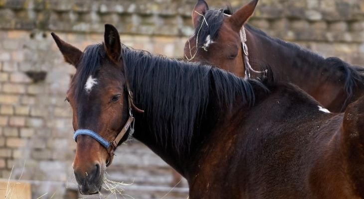 horses eating