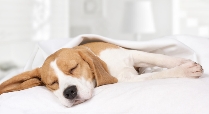 Dog sleeping in bed