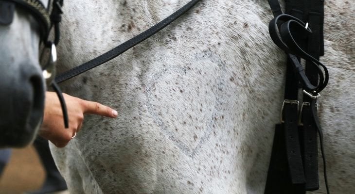 horse getting an ultrasound