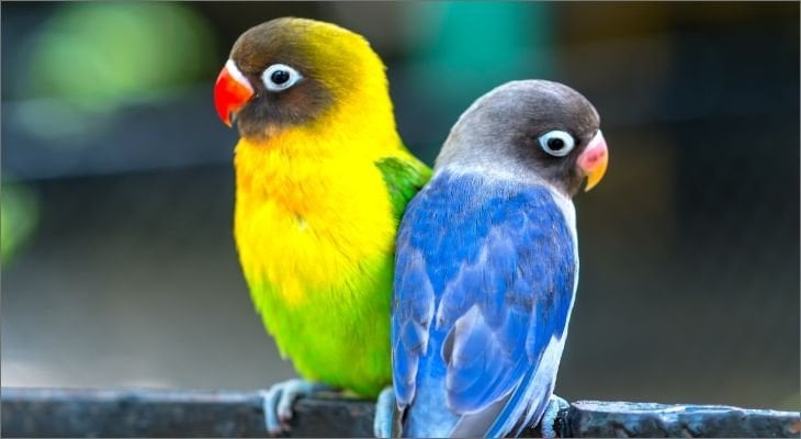 parrots