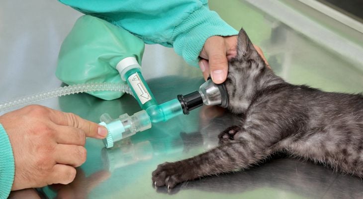 cat getting anesthesia 