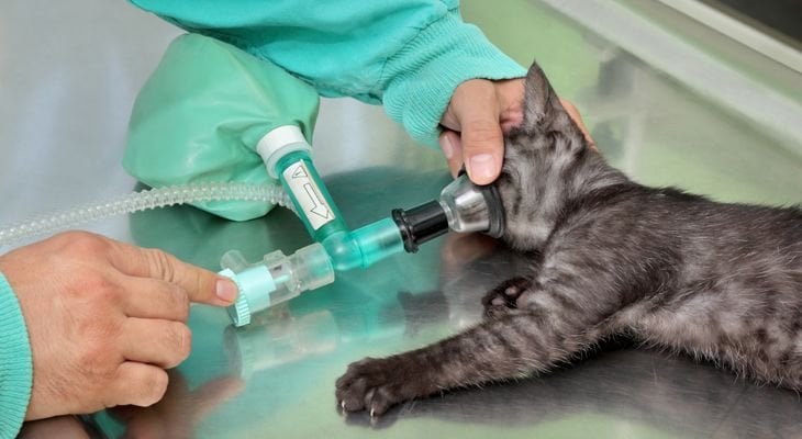 Cat Anesthesia