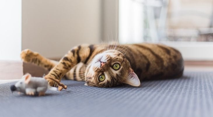 cat playing with toy