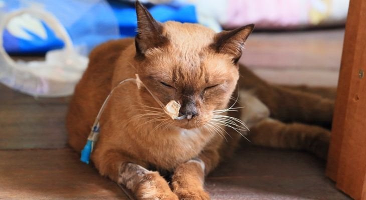 cat getting treatment