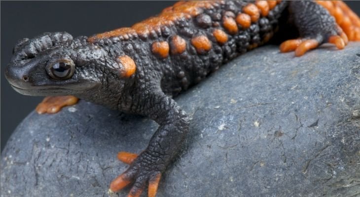 pet newts