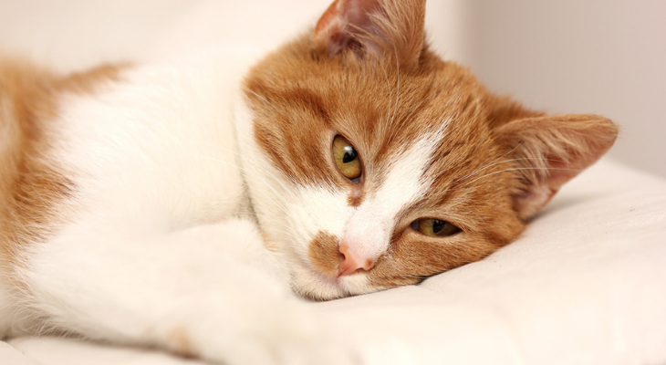 Cat laying in bed