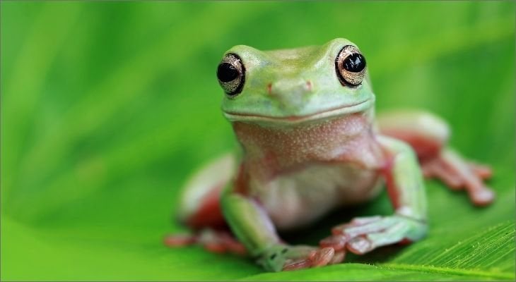 Tree Frogs - All-About Small & Mighty Amphibians - Learn About Nature