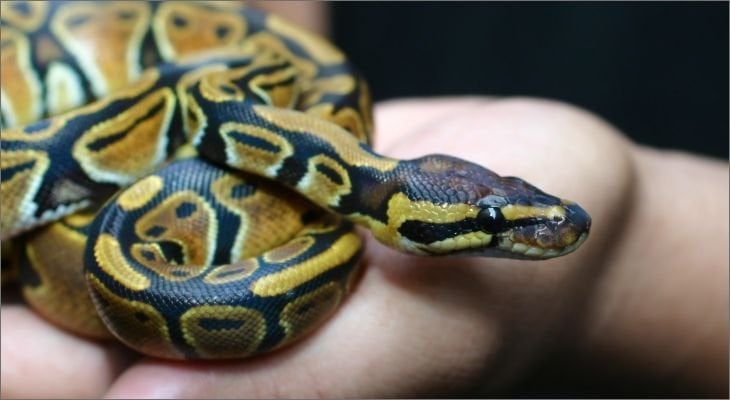 Pet snakes that stay hot sale small