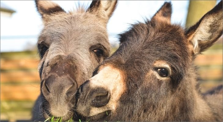 Donkeys, Horses & Mules | Veterinarian in St. Louis, MO | Big Bend ...