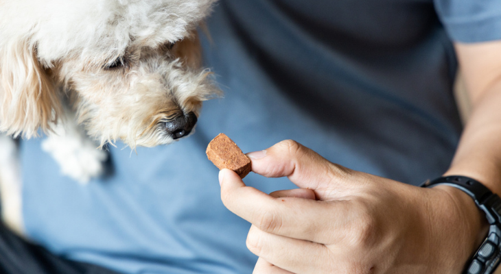 Dog getting heartworm medication